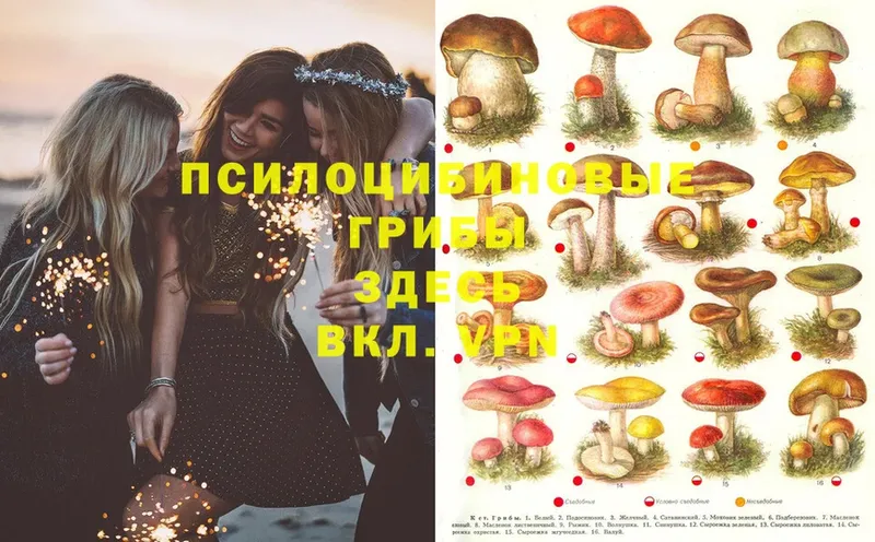 mega рабочий сайт  Истра  Псилоцибиновые грибы Magic Shrooms 