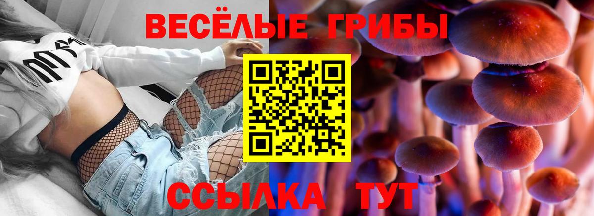 Галлюциногенные грибы Psilocybe  Истра 